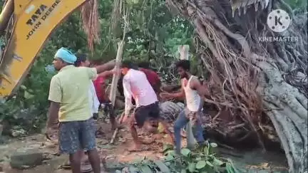गोरौल: पिरोई गांव में मवेशी के बाड़े में सो रहे एक व्यक्ति के ऊपर पेड़ गिरने से मौत
