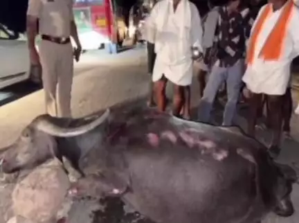 ಸಿರವಾರ: ಪಟ್ಟಣದಲ್ಲಿ ಸಾರಿಗೆ ಬಸ್‌ ಡಿಕ್ಕಿ, ಎರಡು ಎಮ್ಮೆ ಸಾವು