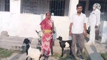 नवादा: नवादा में पशुपालन विभाग द्वारा संचालित अनुदान योजना के अंतर्गत बकरियों की की गई आपूर्ति