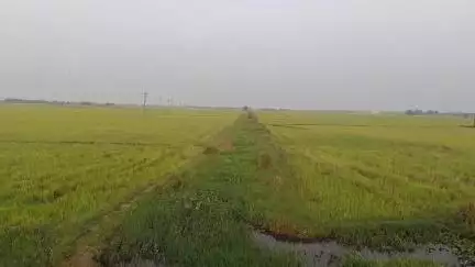 ভাতার: ভাতার ব্লক জুড়ে DVC ক্যালেনের জল না দেওয়ায় বীজ পাততে সমস্যা ধান চাষিদের#jansamasya