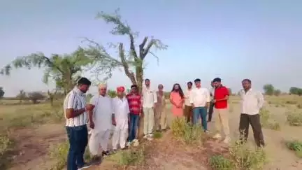 बाप: आऊ उपखंड क्षेत्र में खेजड़ी के वृक्षों की कटाई का पर्यावरण प्रेमियों ने किया विरोध