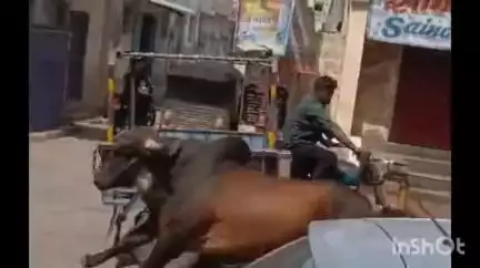 ખંભાળિયા: યાત્રાધામ દ્વારકામાં  ફરી આખલા નો આતંક જુની નગરપાલિકા પાસે  આખલાઓ વચ્ચે ભયજનક રીતે યુદ્ધ થતા એક યુવક નેં આખલાએ અડફેટે