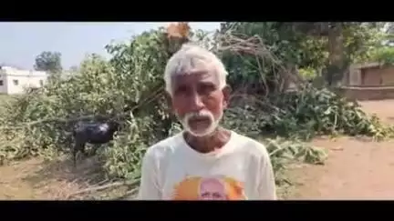 पांकी: पांकी के बस डीहा में बरगद का पेड़ काटने से ग्रामीणों में आक्रोश