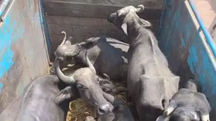 कुडू: कुडू थाना क्षेत्र में मवेशी तस्करी का भंडाफोड़, तीन वाहन जब्त, 15 मवेशी बरामद, तस्कर फरार