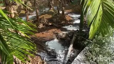 കോഴിക്കോട്: മുക്കം മുത്താലത്ത് കൃഷിയിടത്തിൽ കക്കൂസ് മാലിന്യം തള്ളി സാമൂഹ്യദ്രോഹികൾ, ശക്തമായ നടപടി വേണമെന്ന് നാട്ടുകാർ