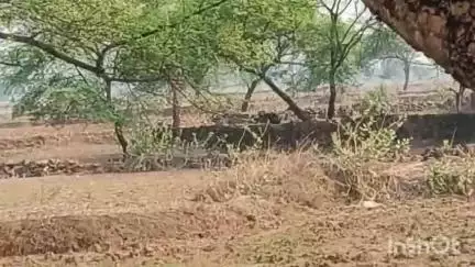 नगर पंचायत पवनी में भालू की दस्तक, खदेड़कर खुरसुला के जंगल भेजा गया