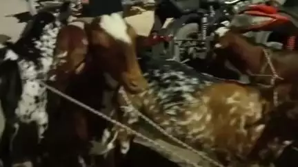 बकरीद पर्व से पूर्व करेली मार्केट में करीब ₹2 लाख कीमत का बकरा बना आकर्षण का केंद्र, बकरों की कीमत बढ़ी
