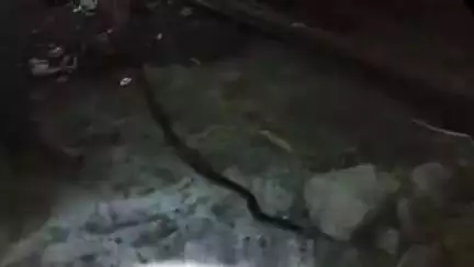 लोणार: शहरातील द ग्रेट विश्वनाथ मंगल कार्यालय येथे सर्पमित्रांनी सापाला केले रेस्क्यू