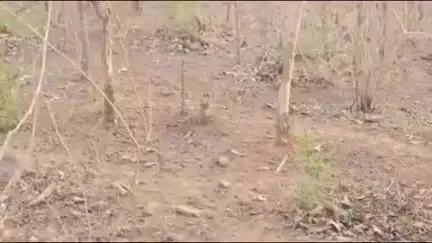 रामपुर बघेलान: लेदरा में वन विभाग की बड़ी कार्रवाई, सागौन की लकड़ी जब्त की गई