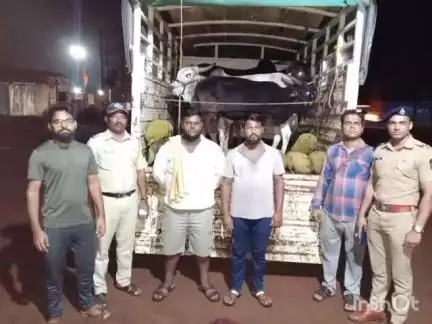 रत्नागिरी: खानू पेट्रोल पंप येथे ग्रामीण पोलिसांनी कत्तलीसाठी गोवंश वाहतुक करणार्‍या दोघांना घेतले ताब्यात; गुन्हा दाखल