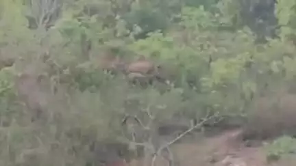 कांसाबेल: कांसाबेल वनपरिक्षेत्र में 51 जंगली हाथियों के दल ने जमकर मचाया उत्पात