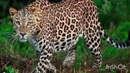 नैनीताल: एक सप्ताह बाद भी तेंदुए का सुराग नहीं, मोरा गांव में बना हुआ है दहशत का माहौल