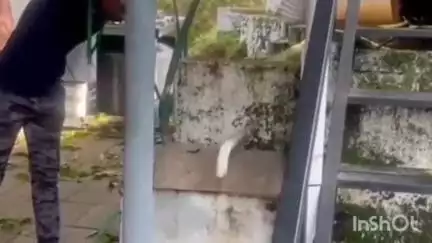 പട്ടാമ്പി: പട്ടാമ്പി കൽപക സ്ട്രീറ്റിലെ വീട്ടിലെ അഴുക്കുചാലിൽ നിന്ന് മൂർഖൻ പാമ്പിനെ പിടികൂടി