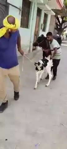 करछना: उत्तरी लोकपुर से पशु तस्करी और हत्या करने वाले 7 लोगों को नैनी पुलिस व एसओजी की टीम ने किया गिरफ्तार