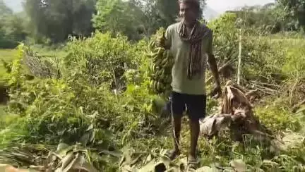 ରାୟଗଡା: ଚାଟିକଣା ପଞ୍ଚାୟତ ର କୁମ୍ଭାରବାଡ଼ି ଗ୍ରାମରେ ବଣୁଆହାତୀ ଉପଦ୍ରବ,ନାରାୟଣ ହୁଇକା ଙ୍କ କଦଳୀ ବାଡ ନଷ୍ଟ ସହ ଭାଙ୍ଗିଦେଲା ଘର