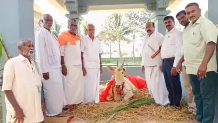 ಮದ್ದೂರು: ದೊಡ್ಡರಸಿನಕೆರೆ ಶ್ರೀ ಸಣ್ಣಕ್ಕಿರಾಯಸ್ವಾಮಿ ದೇವಾಲಯದಲ್ಲಿ  ಬಸವಪ್ಪನಿಗೆ ಮುದ್ರಾಧಾರಣೆ