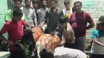 मथुरा: बकरा ईद की पूर्व संध्या पर कुर्बानी के लिए मथुरा शहर में 1,20 हजार रुपए में खरीदे दो बकरे, बने आकर्षण का केंद्र