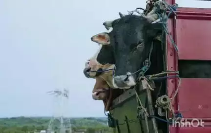 କଟକ ପୌରାଞ୍ଚଳ: ଗୋରୁ ଚାଲାଣ କରିବା ସମୟରେ ଜଗତପୁର ଅଞ୍ଚଳର ଜଣେ ମାଫିଆକୁ ଶୁକ୍ରବାର ଗିରଫ କରିଛି ମାଲଗୋଦାମ ଥାନା ପୁଲିସ। ଅ