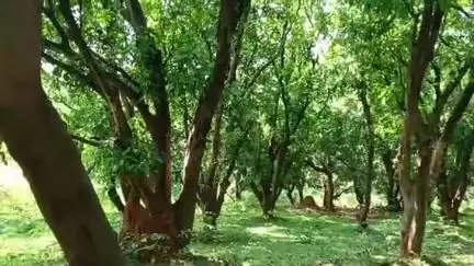 ঝাড়গ্রাম: শালবনী ও গড় শালবনী এলাকায় বনদপ্তরের জমি দখল করে আম,কাজুর বাগান, পোল্ট্রি ফার্ম, নোটিশ দিল বনদপ্তর