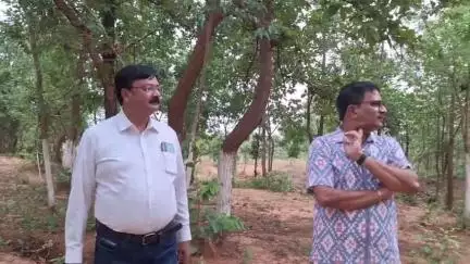 ସୋନପୁର: ସଦର ନଗର ବନ୍ ପରିଦର୍ଶନ କଲେ ଜିଲ୍ଲା ବନଖଣ୍ଡ ଅଧିକାରୀ।