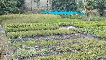 भटियात: पर्यावरण संरक्षण के लिए जैव विविधता और जनसहयोग परम आवश्यक हैं- रजनीश महाजन, डीएफओ डलहौजी