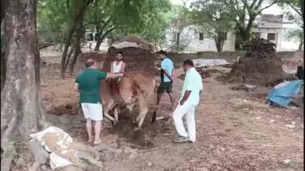 रानीगंज: फतनपुर थाना क्षेत्र में अराजक तत्वों ने कई गौ वंशों पर ज्वलनशील पदार्थ से किया हमला, घायलों का हो रहा इलाज