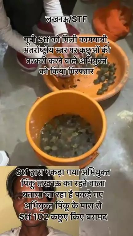 Stf ने अभियुक्त पिंकू को थाना बंथरा #लखनऊ से किया गिरफ्तार, पकड़े गए अभियुक्त ने बताया वो कछुओं को बिहार व पश्चिम बंगाल के सप्लाई करता है