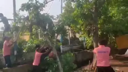 মেদিনীপুর: মেদিনীপুর কলেজ স্কোয়ারে ঝড়ে উপড়ে পড়েছিল বেশ কিছু গাছ, পুনরায় তা বড় উদ্যোগ নিয়ে রোপন করলেন স্বেচ্ছাসেবীরা