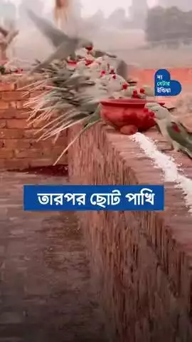 পাঞ্জাবের পাখিরা জানে এই বাড়ির ছাদে খাবার রাখা আছে | Feeding Birds | Punjab Couple | Bird Lover