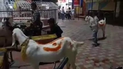खंडवा नगर: बक़रीद पर्व पर क़ुर्बानी के लिए देवास से बकरे खरीद कर खंडवा पहुंचे कई परिवार, पशुपालन विभाग ने की बकरों की जांच
