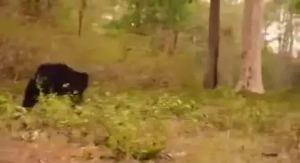 ओडगी: सूरजपुर जिले के छतरंग गांव में आम तोड़ने गए ग्रामीण पर जंगली भालू ने किया हमला, हुआ घायल  इलाज जारी