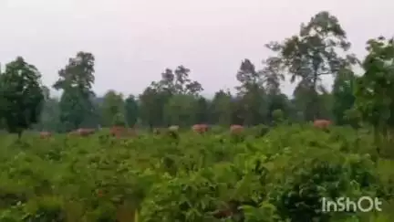 कटघोरा: सेमरहा में फिर पहुंचा गजराजों का दल