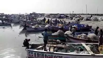 தூத்துக்குடி: திரேஸ்புரம் நாட்டுப்படகு மீன்பிடி துறைமுகத்தில் மீன்களின் வரத்து ஓரளவு காணப்பட்ட நிலையில் மீன்களுக்கு நல்ல விலை