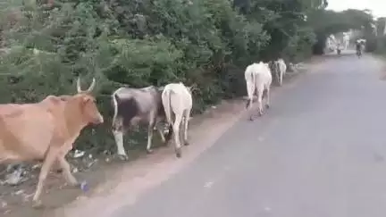 तिलहर: तहसील क्षेत्र में आवारा गोवंश की वजह से किसान व राहगीर परेशान, गौवंश फसलों को कर रहे बर्बाद #jansamasya