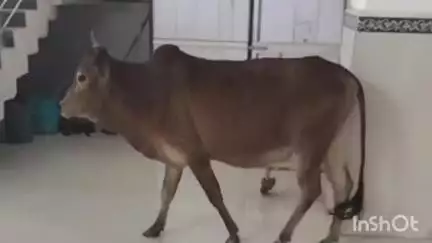 नागौद: सिविल अस्पताल नागौद में बैल के आतंक से भर्ती मरीज परेशान