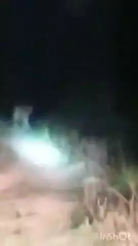 नजीबाबाद: नांगल सोती में चमरौला के सामने नहर की पुलिया पर बैठे मिले दो गुलदार, वीडियो हुआ वायरल