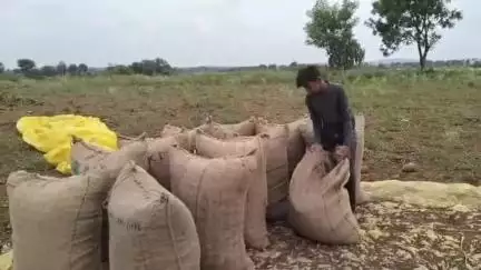 हिंगोली: पिंपरी परिसरात अवकाळी पावसाने नुकसान झालेल्या पिकाची सरसकट भरपाई द्या, शेतकऱ्यांची मागणी #jansamasya