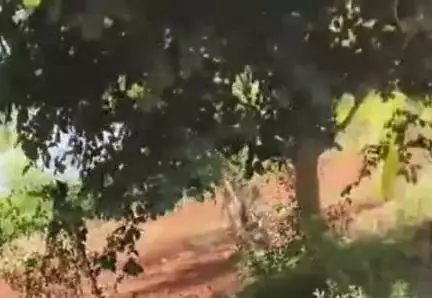 ಹನೂರು: VIDEO: ಎಡಳ್ಳಿದೊಡ್ಡಿ ಬಳಿ ಟ್ರ್ಯಾಲಿಯಲ್ಲಿದ್ದ ಜೋಳದ ಕಡ್ಡಿಗೆ ಬೆಂಕಿ ಬಿದ್ದರೂ ಟ್ರ್ಯಾಕ್ಟರ್ ಚಲಾಯಿಸಿ ಅನಾಹುತ ತಪ್ಪಿಸಿದ ಚಾಲಕ!