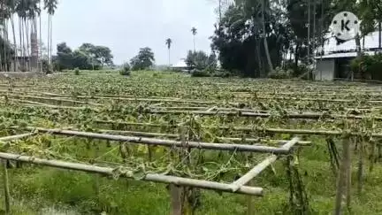 তেলিয়ামুড়া: কয়েকদিনের ভারি বর্ষণের ফলে কৃষকদের ফসল নষ্ট হয়ে যাচ্ছে, ঘটনা কৃষ্ণপুর পঞ্চায়েতের ৭ নং ওয়ার্ডে#jansamasya