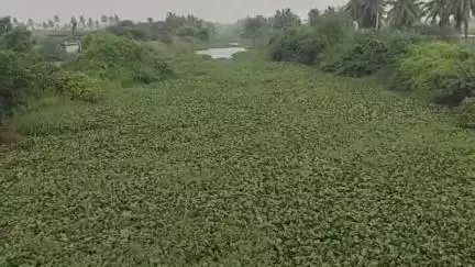 పెద్దపుడిలో కాలువలో తొలగించని గుర్రెపుడెక్క రైతులు ఆందోళన