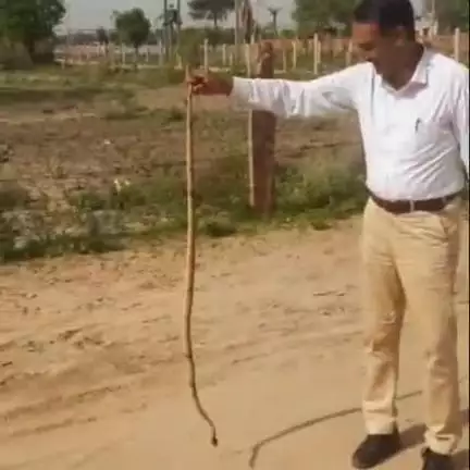 राजगढ़: राजगढ़ के टैगोर स्कूल में निकला 5.50 फीट लंबा जहरीला कोबरा सांप, निदेशक चाहर ने रेस्क्यू कर सुरक्षित छोड़ा