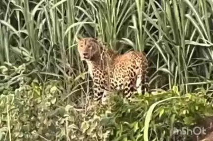 માંગરોળ: વાંકલ ગામના પીપર પાણી ફળિયા નજીક ખેતરમા દીપડો અને બચ્ચા દેખાતા ખેડૂતે વન વિભાગ સમક્ષ દીપડાને પકડવા પાંજરુ ગોઠવવા માગ કરી