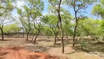 राजनांदगांव: शहर के गौरव पथ के पास बन रहे नालंदा परिसर के पास पेड़ों को न काटने के लिए युवाओं ने बांधा रक्षा सूत्र