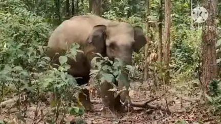বাঁকুড়া ১: বাঁকুড়া জেলা জুড়ে কোন জঙ্গলে কতগুলি হাতে রয়েছে তা নিয়ে বিস্তারিত জানালো বাঁকুড়ার উত্তর বনবিভাগ