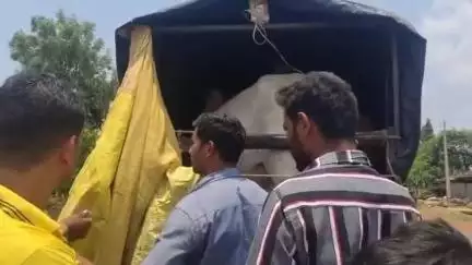 ಹುಲಸೂರ: ಬೇಲೂರ ಬಳಿ ಬಜರಂಗ ದಳದ ಕಾರ್ಯಕರ್ತರ ದಾಳಿ; ದಾಖಲೆ ಇಲ್ಲದೆ ಸಾಗಿಸುತಿದ್ದ ಎರಡು ಜಾನುವಾರುಗಳ ರಕ್ಷಣೆ