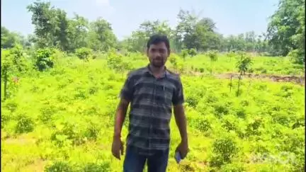 मनिका: मनिका के पोखरी में प्रखंड बीपीओ ने किया आम बागवानी का निरीक्षण, लाभुक का बढ़ाया उत्साह