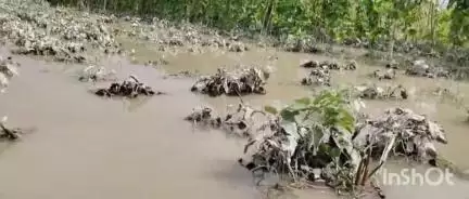 ছয়গাঁও: বিপদত দক্ষিণ কামৰূপৰ ফুটুৰী অঞ্চলৰ শতাধিক কৃষক,বানত নষ্ট হৈছে বিঘাই বিঘাই খেতি #jansamasya