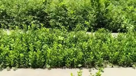 मालपुरा: मालपुरा, टोरड़ी व घाटी नर्सरी में तैयार किए गए 5 लाख 21 हजार पौधे, जुलाई में होगा वितरण