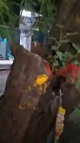 हवेली: चिंचवड येथील प्रेमलोक पार्क येथे रस्त्यावर झाडातून अचानक चमत्कारिकरित्या पाणी वाहत असल्याची घटना समोर आली.