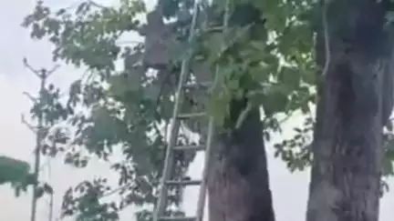 करेली: मानसून से पहले बिजली विभाग की तैयारी: करेली, नरसिंहपुर में लाइन का रखरखाव और पेड़ों की छंटाई शुरू, 4 दिन में काम पूरा